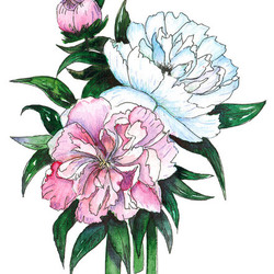 Пионы peony