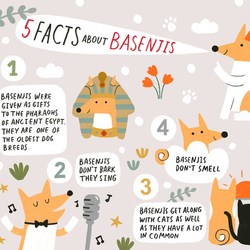 5 фактов о Басенджи