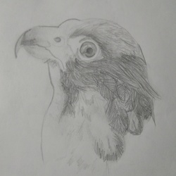 Орел (профиль)