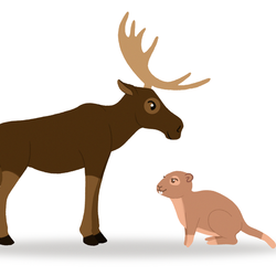 Сурок и Лось дизайн