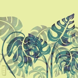 Monstera 