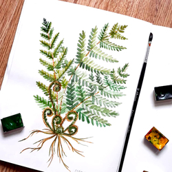 ботаническая иллюстрация