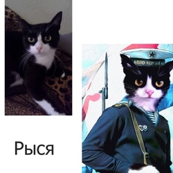 котопортрет