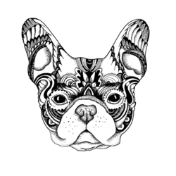 french bulldog 