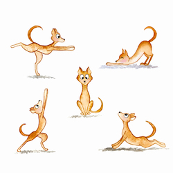 Dingo Yoga