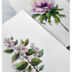 анемон, снежноягодник