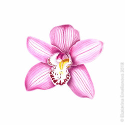 Pink orchid