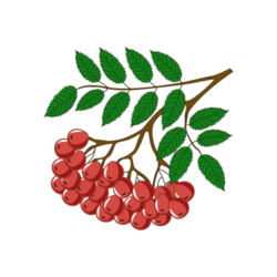 Рябина для детской игры