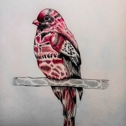 Pink-tailed Asian trogon