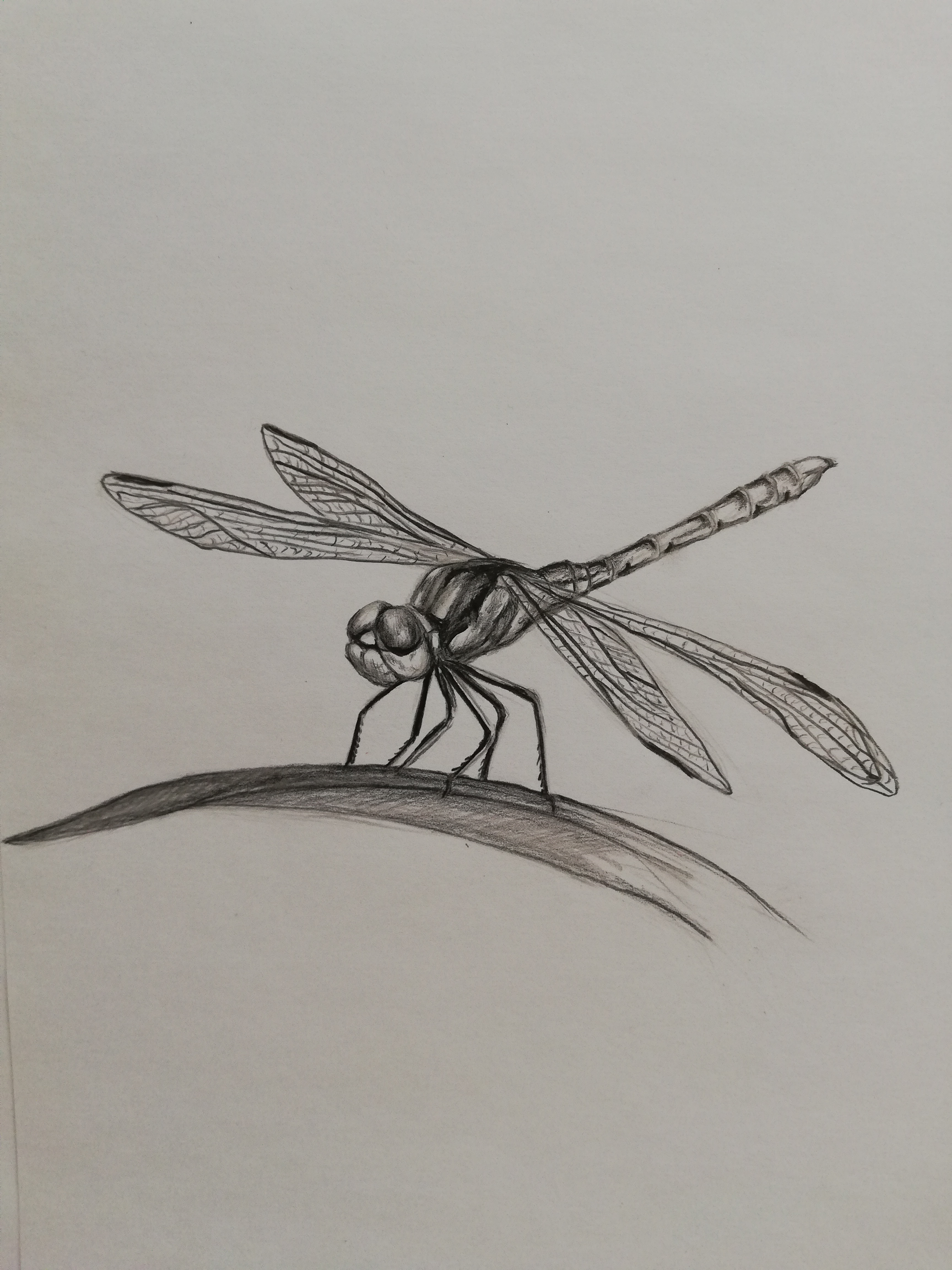 Рисунки для срисовки насекомые