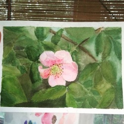 Дикая роза-шиповник