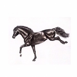 Игривая лошадь 