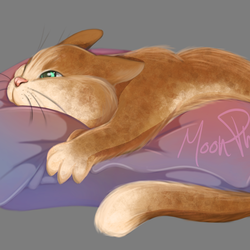 кот с подушкой