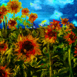  sunflowers