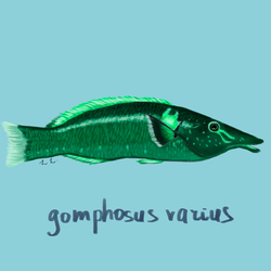 Губан-бекас (gomphosus varius)