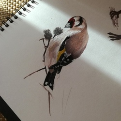 птица акрил