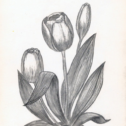 Тюльпаны