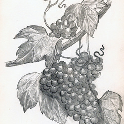 Виноградная лоза