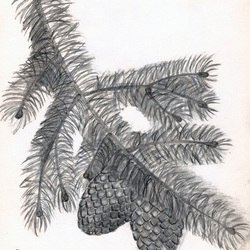 Еловая ветвь