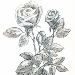 Розовый куст