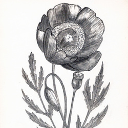 Цветок мака