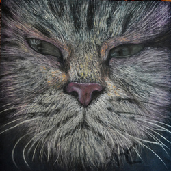 Уличный кот Мурзик