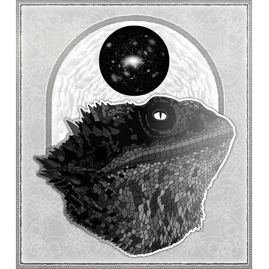 Кауда - бородатая агама-иллюзионист