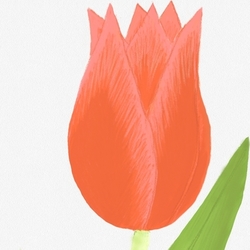 Красный тюльпан