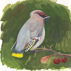 Свиристель 