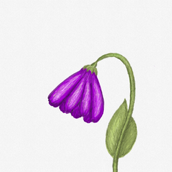 Маленький цветок 