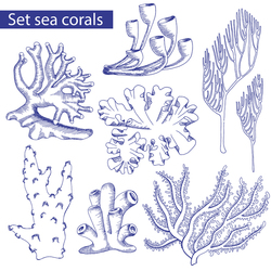 Моские кораллы (скетч, вектор)