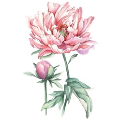 Удивительный, легкий и нежный,  акварельный розовый цветок пиона