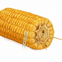 corn_sweet_corn