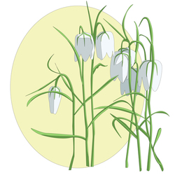 колокольчики