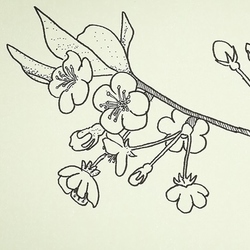 Цветы яблони