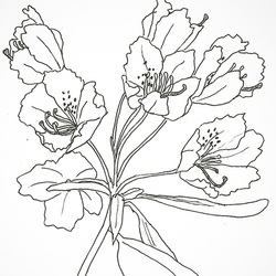 Цветы линером