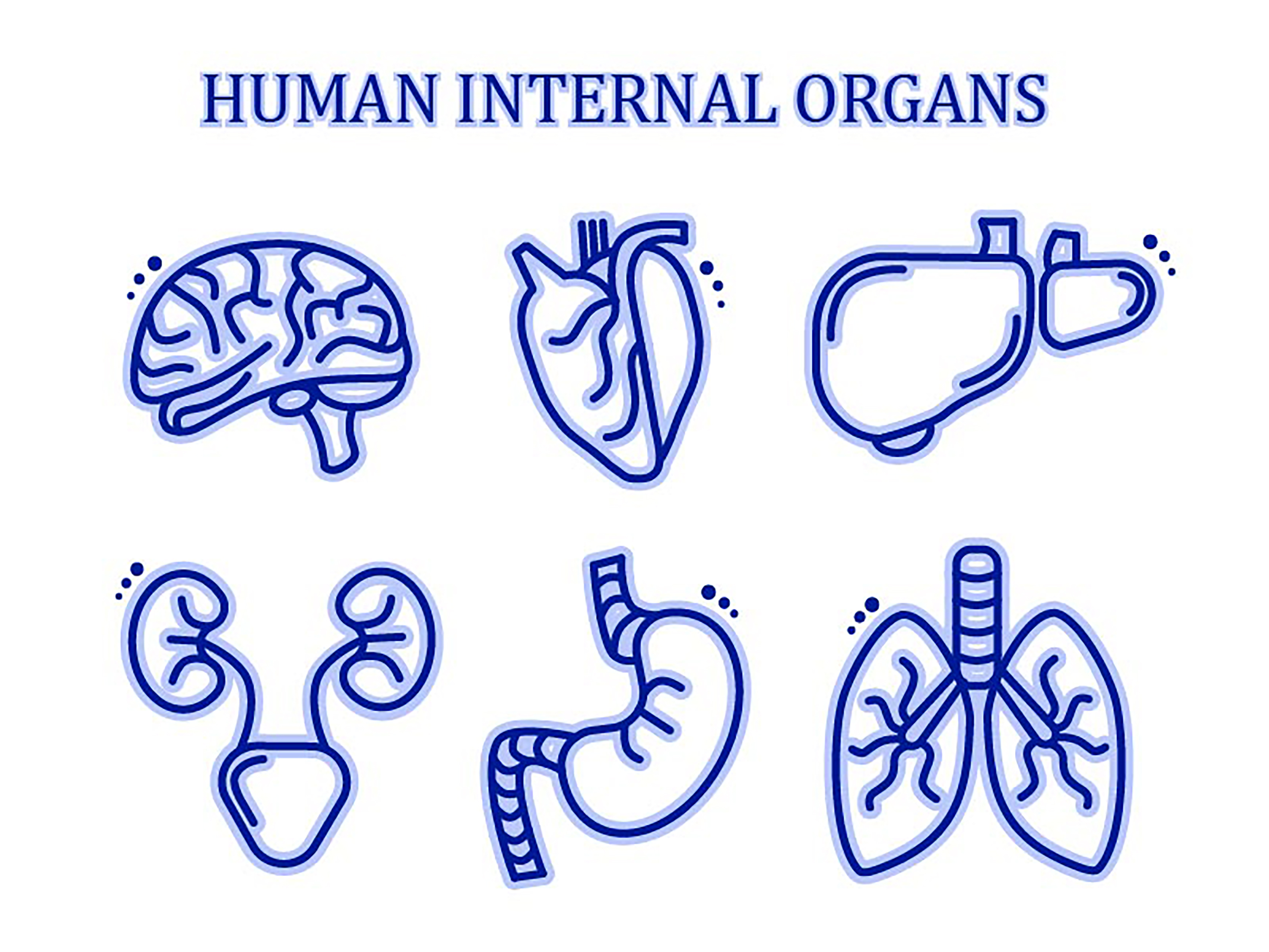Пиктограмма внутренних органов. Желудок иконка. Рисунки органов человека по отдельности. Внутренние органы человека раскраска.