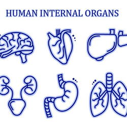 Набор иконок - внутренние органы человека