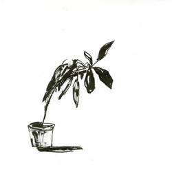 Унылый фикус