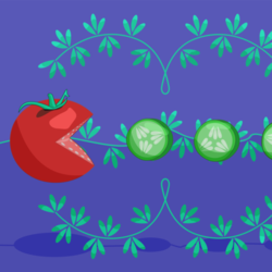 Пакмэн помидор