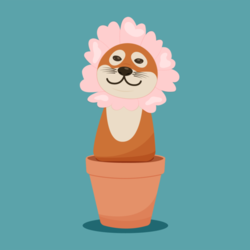 Цветение собачки