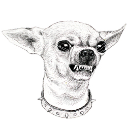 Собачка с непросстым характером на белом фоне