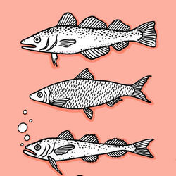 рыбы белого моря