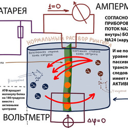 Опыт Уссинга