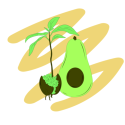 art_avocado