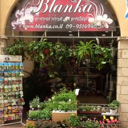 Доставка цветов в Израиле: как поздравить родственников и друзей