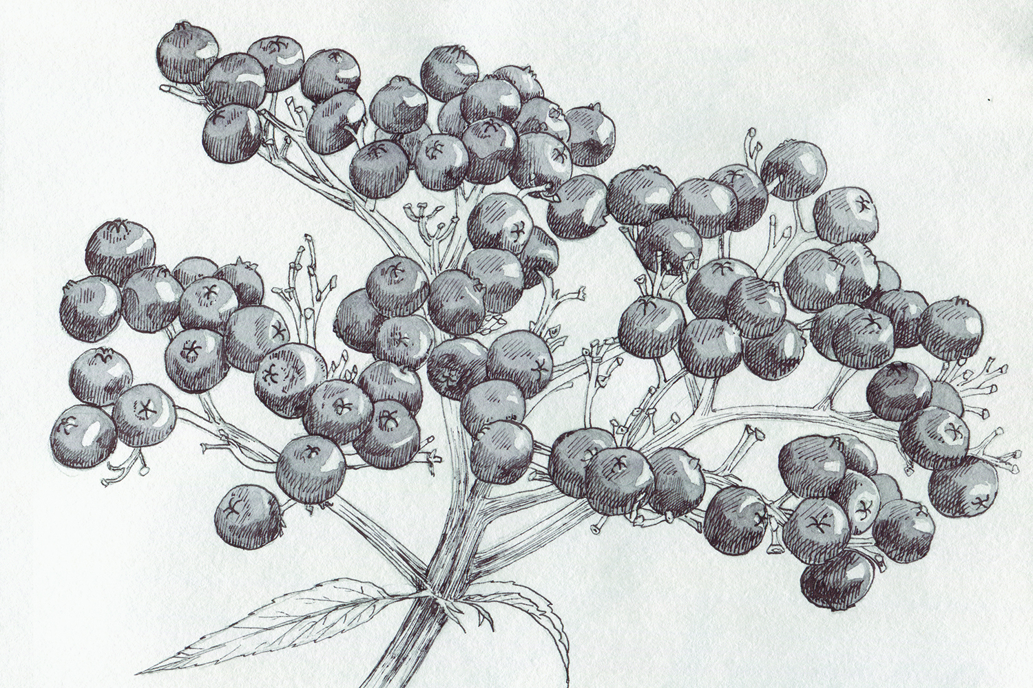 Бузина черная Ботанический рисунок