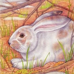 Весенний заяц