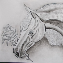 Ч/Б открытка с лошадью.