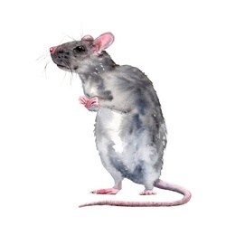 Крыса . Символ 2020 года
